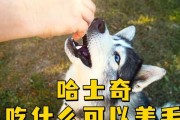 哈士奇肉食之道（探索哈士奇成长期饮食，为它提供营养均衡的肉食方案）