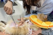 如何为母猫准备一个舒适的产窝（以母猫生产为主题的产窝准备指南）