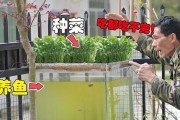 家里养鱼的注意事项（打造健康的鱼缸环境，让鱼儿快乐生活）