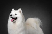 萨摩犬（优雅外表下隐藏的冷酷与温柔热情与沉静的完美结合）