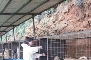 狗狗生产前多久能洗澡？（狗狗生产前洗澡的时间和注意事项）