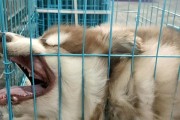 探秘阿拉斯加的睡眠奥秘（阿拉斯加居民的睡眠习惯及其影响）