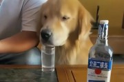 狗狗为何频繁饮水和排尿？（探索狗狗喝水和排尿的原因与解决方法）