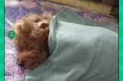 小泰迪腿骨折后康复的时间及方法（小泰迪腿骨折康复时间长短取决于治疗方法和个体差异）