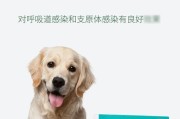 狗感冒了注射什么药好？（保护你的爱犬免受感冒侵袭）