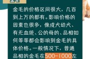 为什么金毛成为人们的首选宠物？（探究金毛独特魅力的六大原因）