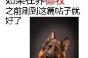 探索以德牧的品种多样性（了解以德牧主要品种及其特点）