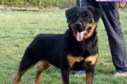 探究罗威纳犬的亲戚——相似度极高的狗品种（从外貌到性格，解密与罗威纳犬相近的狗狗种类）