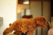 贵宾犬的标准体重是多少斤？（你家的宠物贵宾犬是否超重了？）