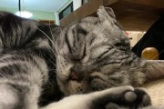 猫的身子像什么意思？（通过猫的身体语言了解其情感和需求）