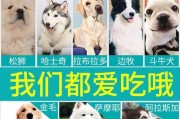 小哈士奇的饮食需求与喂养时间安排（探讨小哈士奇适合以狗粮为主食的原因及喂养时间表）