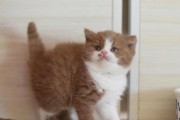英国短毛猫（了解英国短毛猫的特点和魅力）