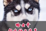 五个月哈士奇的饮食需求（了解成长中哈士奇的饮食要点）