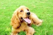 可卡犬——一个可爱的家庭伴侣（可卡犬的优点和缺点）