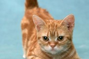为什么越来越多人养麒麟猫？