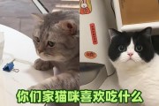 小猫的饮食和娱乐乐园（探索小猫的味蕾和游戏世界）