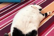 奶牛猫（了解奶牛猫的魅力，为什么养的人那么少？）