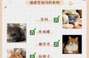 猫咪生活中需要多久才能长出脂肪？（探索猫咪脂肪增长的时间周期以及如何保持健康体重）