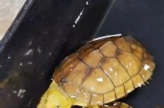 草龟的品种及特点（探索丰富多样的草龟世界）