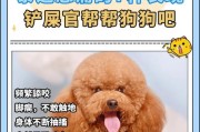 泰迪狗会咬人的原因及预防方法（小心泰迪狗的咬伤，建立亲密关系的同时保持安全）