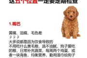 贵宾犬交配后多久怀孕？（探索贵宾犬交配和怀孕的时间线）