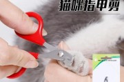 小猫剪指甲的正确方法（保护家具和宠物健康的必备技巧）