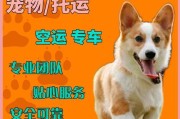 最全托运宠物指南来了（详细介绍如何安全便捷地托运宠物上火车，并分享相关经验与技巧）
