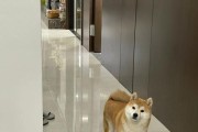 狗为什么会左右歪头？（探索狗儿们歪头的原因与意义）