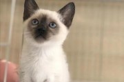 暹罗猫（了解暹罗猫的特点、优点和缺点）