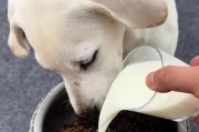 为什么狗狗不喜欢喝水？（如何避免狗狗不喝水问题）
