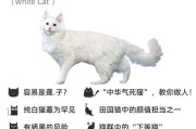 《追寻华夏古国的猫》（穿越千年，感受中华田园猫的独特魅力）