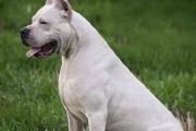 杜高犬（为何人们望而却步？）