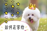 开宠物店的第一步是什么？（打造成功宠物店的关键步骤与策略）