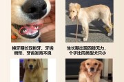 小金毛牙齿保健的重要性（频繁刷牙有助于小金毛的口腔健康）