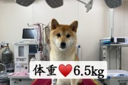 柴犬身高体重标准及如何处理不达标情况（柴犬的理想身高体重及解决方法）