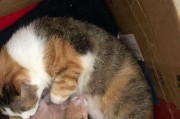 寻找流浪猫的温暖之家（以关怀和耐心，让流浪猫找到归宿）