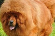 养活高加索犬的注意事项（新手必读！高加索犬饲养指南）