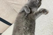 猫传腹的症状及治疗方法（了解猫传腹的常见症状和可行的治疗方法）