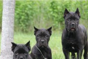 杜高犬的养殖现象及原因（越来越多人选择养杜高犬的主要动因）