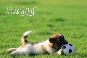 揭秘狗狗为何热衷于吃草的原因（探索狗狗食草行为的奥秘，解密背后的关键因素）