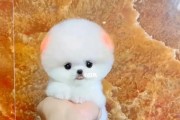 领养一只健康的狗狗（从前期准备到实际行动，全面了解如何领养一只健康的狗狗）