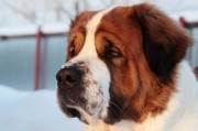 大型犬的发情周期及管理（了解大型犬的繁殖周期以及如何妥善管理）