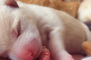 如何照顾新生幼犬，让它健康快乐成长？