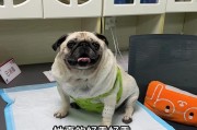 八哥犬换毛周期及注意事项（八哥犬换毛需要多长时间？如何正确照顾？）