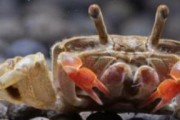 观赏虾蟹的混养规则（避免竞争与争斗）