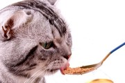 成猫可以吃什么药？（了解成猫可安全使用的药物）