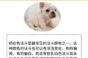 以法斗为主题的奇妙世界（探索法斗的多彩世界）