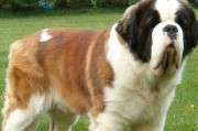 世界上最大的狗品种——大丹犬（探索大丹犬的壮丽体型和温和性格）