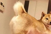 狗为什么会趴着后腿往后伸？（揭开狗狗伸懒腰的奥秘）