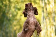 金毛犬血统决定的毛色多样性（探索金毛犬丰富的毛色遗传基因与特征）